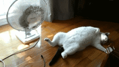 funny-cat-pictures-fan.gif
