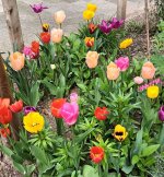 20230501_121429 (744x800).jpg 20230501_121429 (744x800).jpg