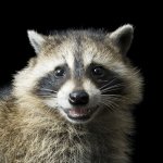 raccoon8 (1024x1024).jpg