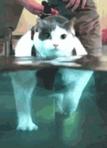 alhm6b.jpg.gif