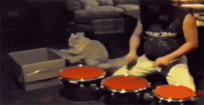anigif_enhanced-buzz-27208-1381845845-0.gif