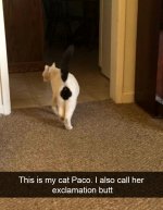 hilarious-cat-snapchats-114-594a3b772ca31__700.jpg