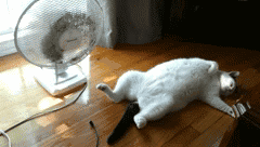 funny-cat-pictures-fan.gif funny-cat-pictures-fan.gif