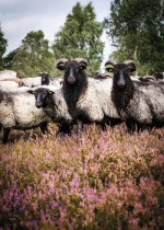 Schnucken4-2016-©Lueneburger-Heide-GmbH.jpg