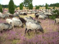 heidschnucken-in-der-lueneburger-heide.jpg