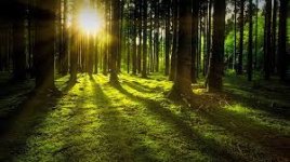 Der Wald in Zahlen –Fakten über Wälder in Deutschland | wodewa